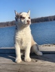 Small Photo #2 Siberian Husky Puppy For Sale in LANSING, IL, USA
