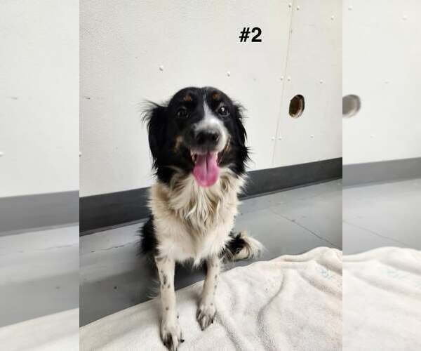 Medium Photo #2 Border Collie Puppy For Sale in Highland, IL, USA