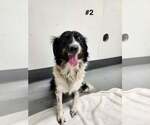 Small #1 Border Collie