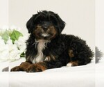 Puppy Chanel Miniature Bernedoodle