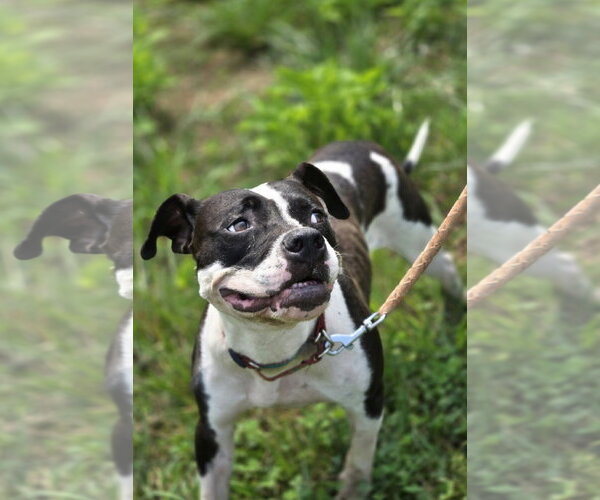 Medium Photo #1 Mutt Puppy For Sale in Rustburg, VA, USA