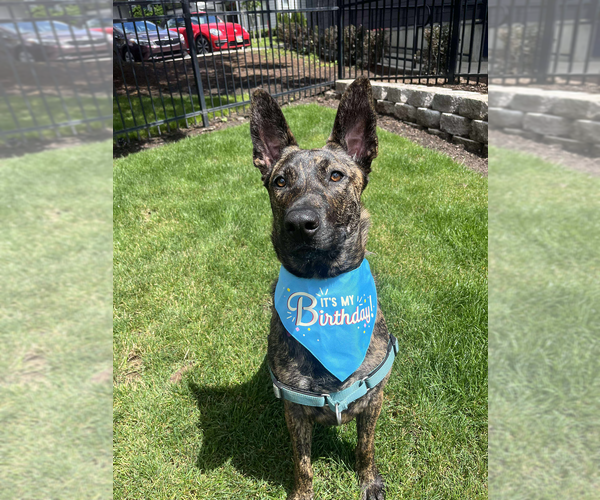 Medium Photo #7 Dutch Shepherd -Unknown Mix Puppy For Sale in Imlay City, MI, USA