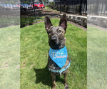 Small #6 Dutch Shepherd  Mix