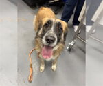 BEA - Female Anatolian Pyrenees Dog for Adoption - Small photo
