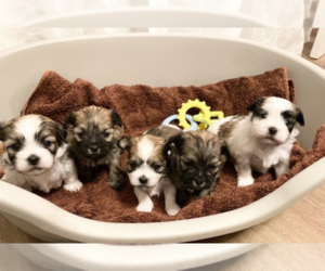Mal-Shi Puppy for sale in EAST VINELAND, NJ, USA