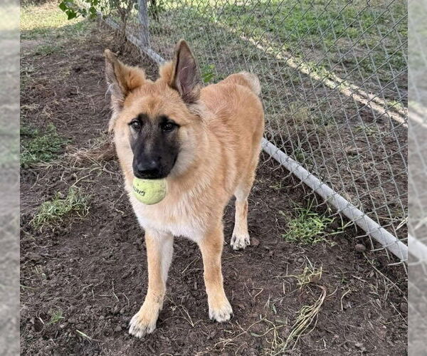Medium Photo #2 German Shepherd Dog-Unknown Mix Puppy For Sale in Lakewood, CO, USA