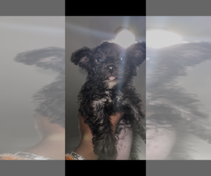 Poodle (Toy)-Shorkie Tzu Mix Puppy for Sale in BALTIMORE, Maryland USA
