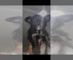 Small Poodle (Toy)-Shorkie Tzu Mix