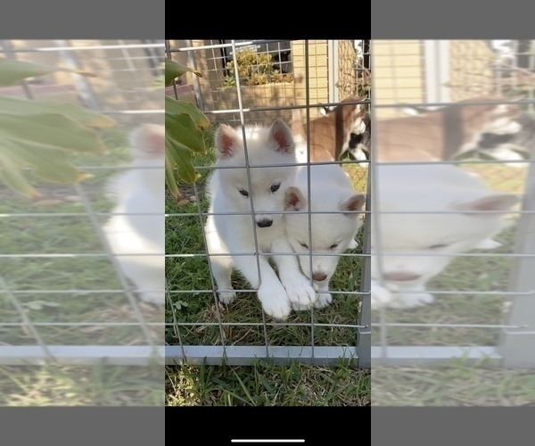 Medium Photo #4 Siberian Husky Puppy For Sale in SAN DIEGO, CA, USA