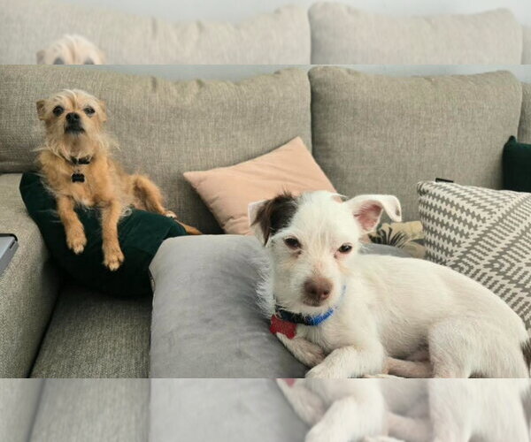 Medium Photo #4 Mutt Puppy For Sale in San Diego, CA, USA