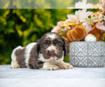Puppy Sage Cocker Spaniel