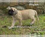 Small #6 Mastiff