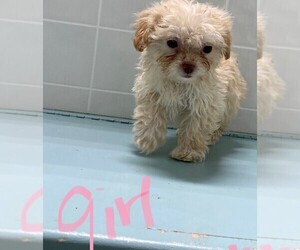 Poodle (Toy)-Yorkshire Terrier Mix Puppy for sale in CLARE, IL, USA