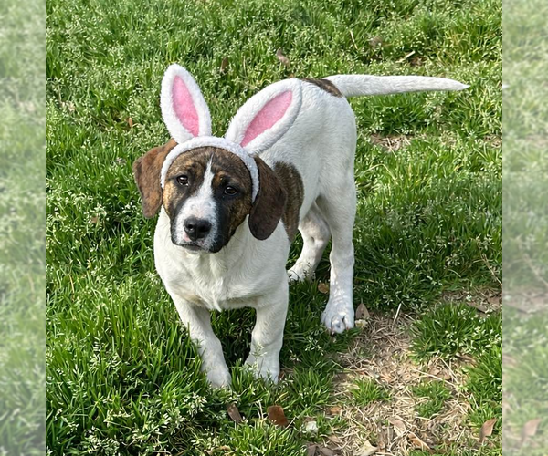 Medium Photo #3 Borador Puppy For Sale in Yardley, PA, USA
