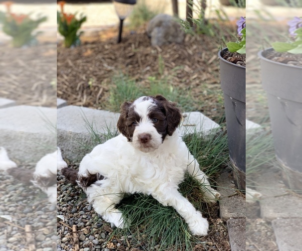 Medium Photo #11 Aussiedoodle Puppy For Sale in YELM, WA, USA