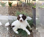 Small Photo #11 Aussiedoodle Puppy For Sale in YELM, WA, USA