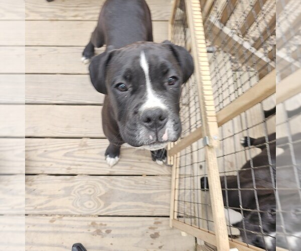 Medium Photo #1 Boxer Puppy For Sale in YOUNGSVILLE, NC, USA