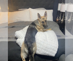 Small Photo #1 German Shepherd Dog Puppy For Sale in AZLE, TX, USA