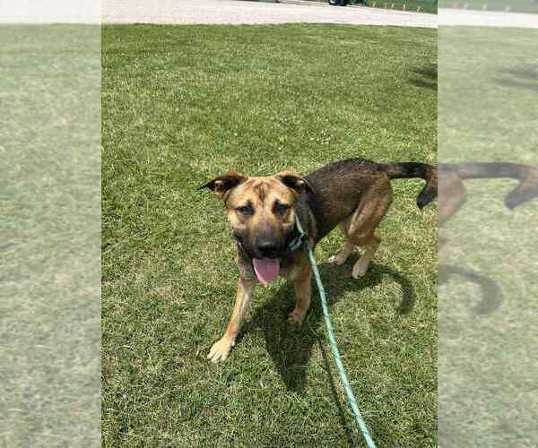 Medium Photo #2 Labrador Retriever-Unknown Mix Puppy For Sale in Evansville, IN, USA