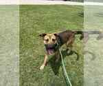 Small #1 Labrador Retriever Mix