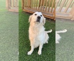 Small #2 English Cream Golden Retriever