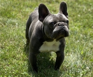 Father of the French Bulldog puppies born on 06/16/2022
