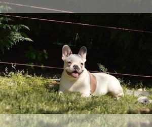 Mother of the French Bulldog puppies born on 03/25/2021
