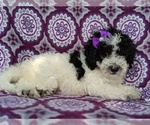 Small Photo #3 Sheepadoodle Puppy For Sale in LANCASTER, PA, USA