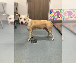 Bullypit Dogs for adoption in Baytown, TX, USA