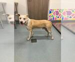 Small Bullypit