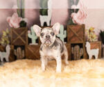 Puppy 8 French Bulldog