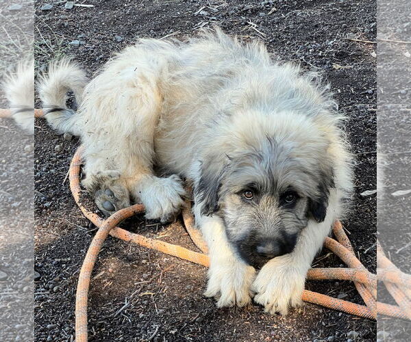Medium Photo #2 Bouvier Des Flandres-Great Pyrenees Mix Puppy For Sale in Lafayette, CA, USA