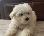 Small Photo #11 Maltese Puppy For Sale in WEST PALM BEACH, FL, USA