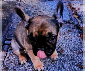 French Bulldog Puppy for sale in TAMPA, FL, USA