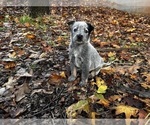 Puppy Misty Australian Cattle Dog