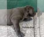 Small Photo #3 Neapolitan Mastiff Puppy For Sale in WASHBURN, MO, USA