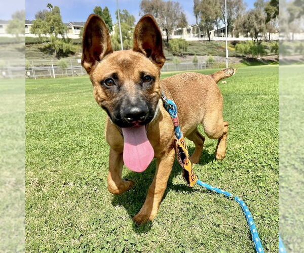 Medium Photo #2 Mutt Puppy For Sale in San Juan Capistrano, CA, USA