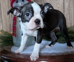 Puppy Carly Boston Terrier
