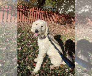 Labradoodle Puppy for sale in COLUMBIA, MO, USA