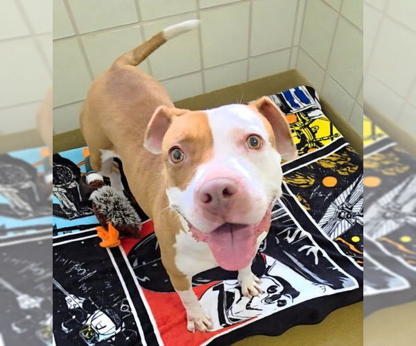 Medium Photo #2 American Pit Bull Terrier-Unknown Mix Puppy For Sale in Derwood, MD, USA