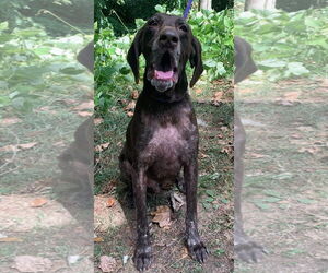 German Shorthaired Pointer Dogs for adoption in Clarkesville, GA, USA