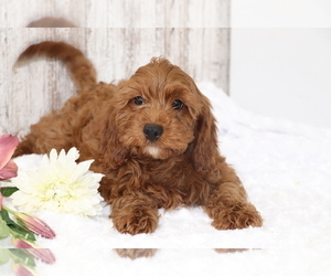 Cavapoo Puppy for sale in SHILOH, OH, USA