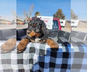 Bernedoodle Puppy for Sale in GRANTSVILLE, Utah USA