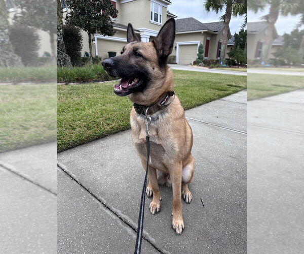 Medium Photo #3 German Shepherd Dog-Unknown Mix Puppy For Sale in Imlay City, MI, USA