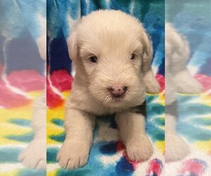 Old English Sheepdog Puppy for sale in WAKE FOREST, NC, USA