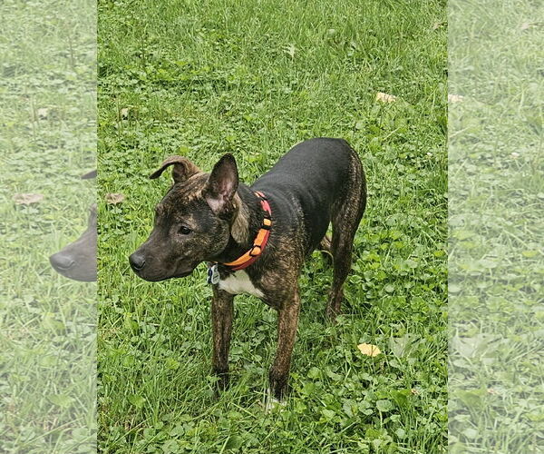 Medium Photo #11 Dutch Shepherd -Unknown Mix Puppy For Sale in Minneapolis, MN, USA