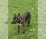 Small #10 Dutch Shepherd  Mix