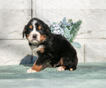 Small #1 Bernese Mountain Dog