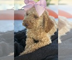 Small Photo #12 Goldendoodle mix (+ Poodle Miniature) Puppy For Sale in MENIFEE, CA, USA