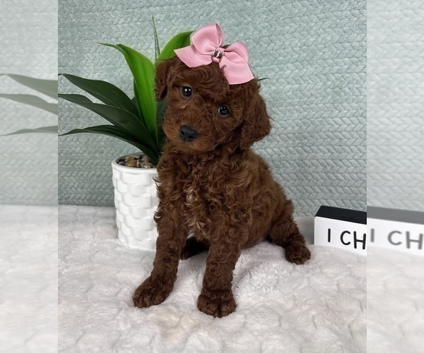 Medium Photo #4 Goldendoodle (Miniature) Puppy For Sale in GREENFIELD, IN, USA